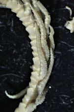 Neocomatella europaea AH Clark, 1913 TYPE BMNH 88.11.7.5.1 