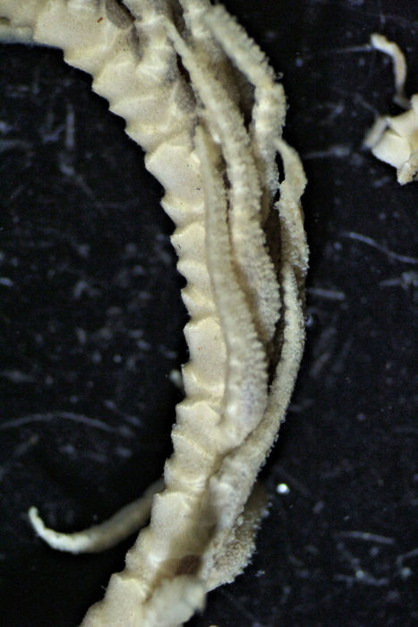Neocomatella europaea AH Clark, 1913 TYPE BMNH 88.11.7.5.1 Neocomatella europaea AH Clark, 1913 TYPE BMNH 88.11.7.5.1