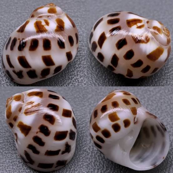 Tanea mozaica Tanea mozaica