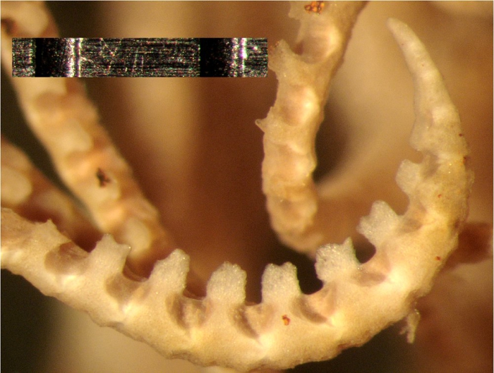Oxycomanthus exilis Rowe, et cet.l, 1986 Austral HOLO J16992 Oxycomanthus exilis Rowe, et cet.l, 1986 Austral HOLO J16992