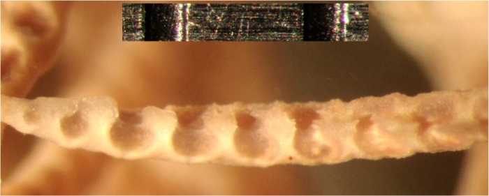 Oxycomanthus exilis Rowe, et cet.l, 1986 Austral HOLO J16992 Oxycomanthus exilis Rowe, et cet.l, 1986 Austral HOLO J16992