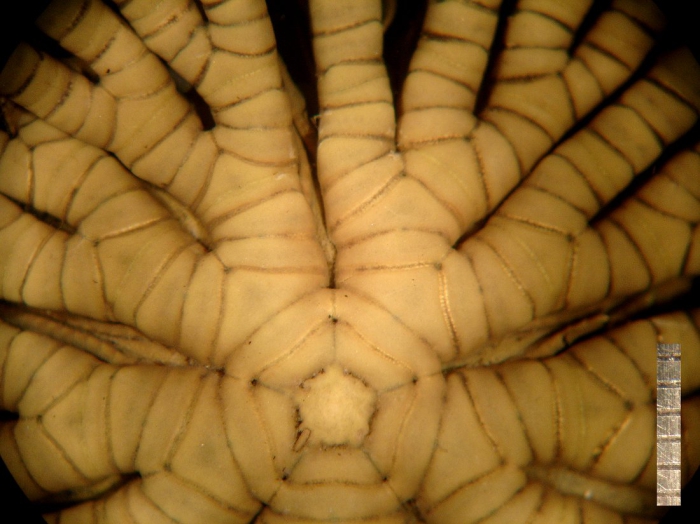Oxycomanthus mirus Rowe et al.1986 Oxycomanthus mirus Rowe et al.1986