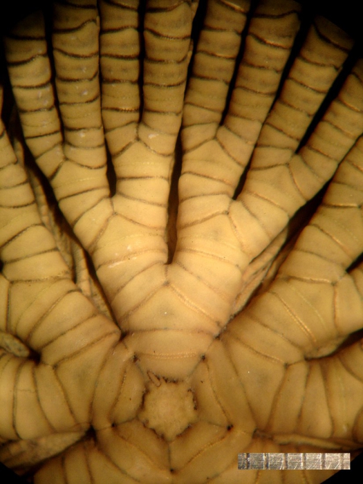 Oxycomanthus mirus Rowe et al.1986 Oxycomanthus mirus Rowe et al.1986