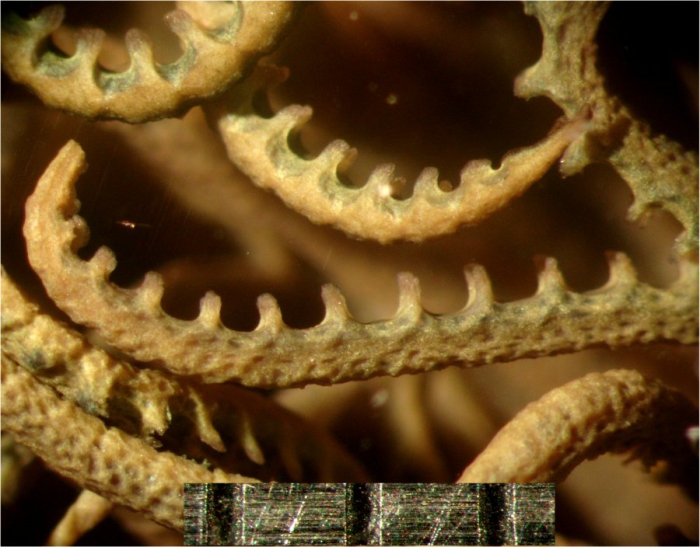 Oxycomanthus mirus Rowe et al.1986 Oxycomanthus mirus Rowe et al.1986