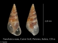 Mollusca (molluscs)