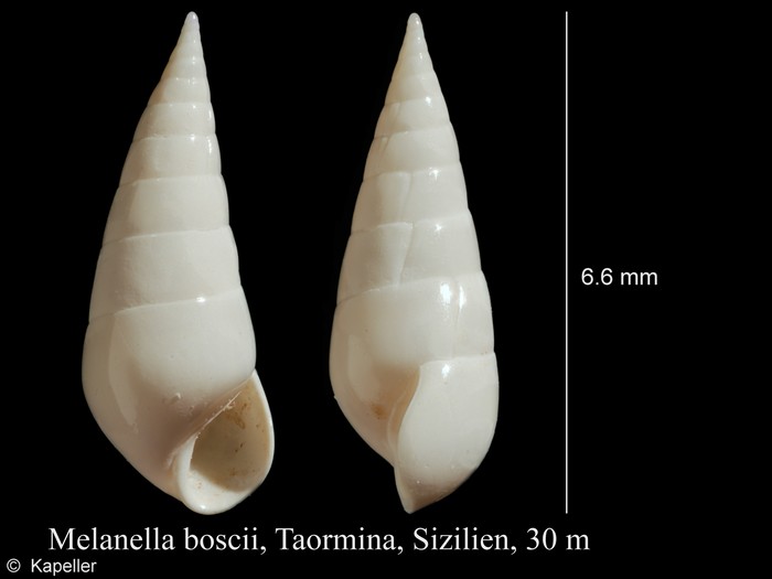 Melanella boscii