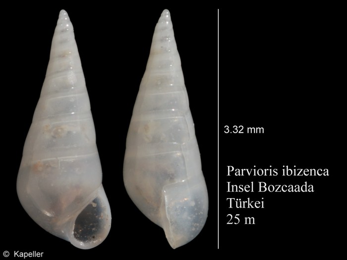 Parvioris ibizenca Parvioris ibizenca