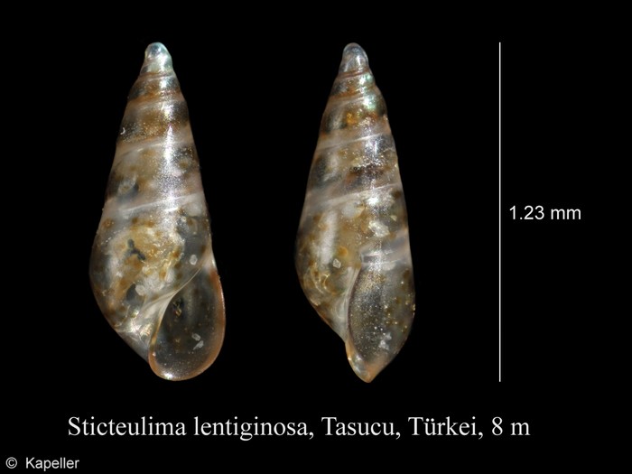 Sticteulima lentiginosa