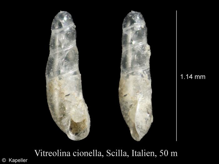 Vitreolina cionella Vitreolina cionella