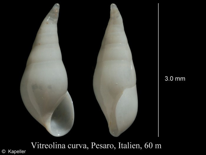Vitreolina curva Vitreolina curva