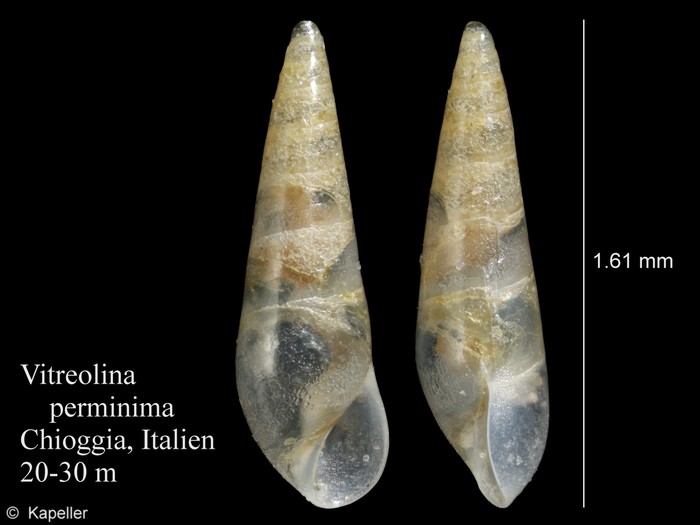 Vitreolina perminima Vitreolina perminima