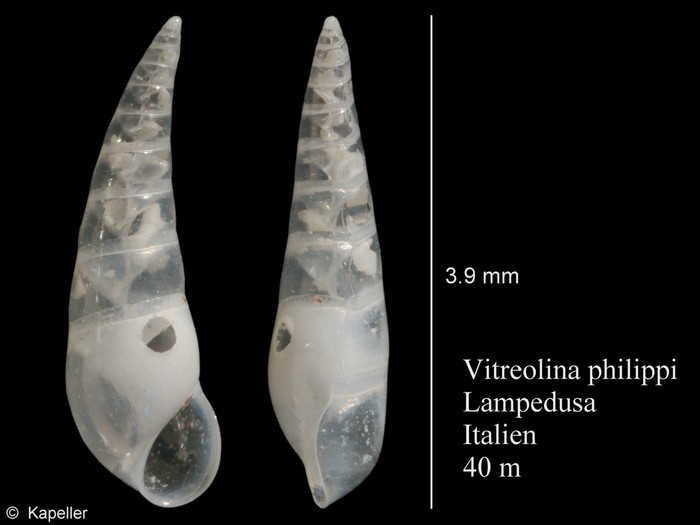 Vitreolina philippi Vitreolina philippi