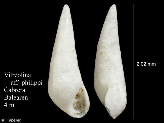 Vitreolina philippi Vitreolina philippi
