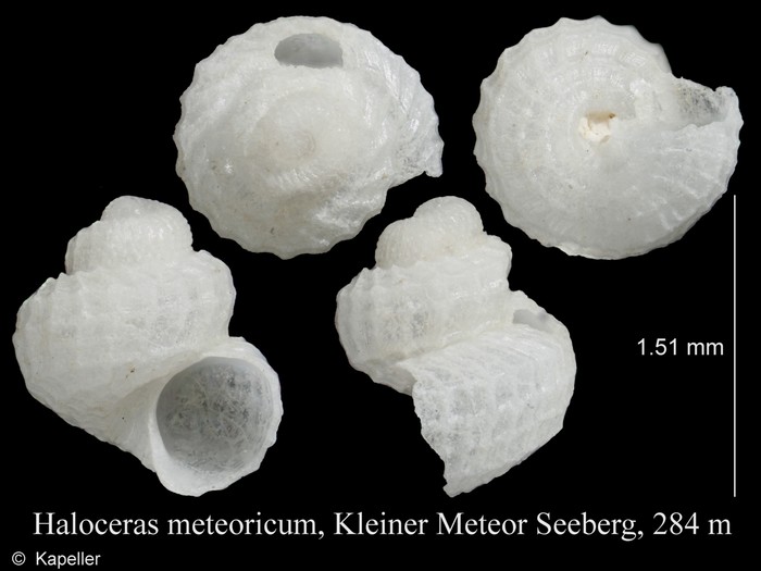 Haloceras meteoricum Haloceras meteoricum