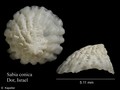 Mollusca (molluscs)