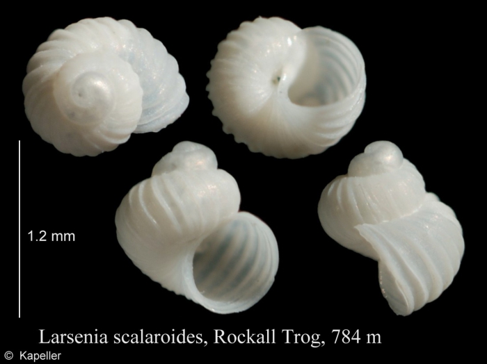 Larsenia scalaroides