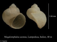Megalomphalus azoneus