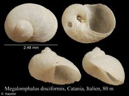 Megalomphalus disciformis