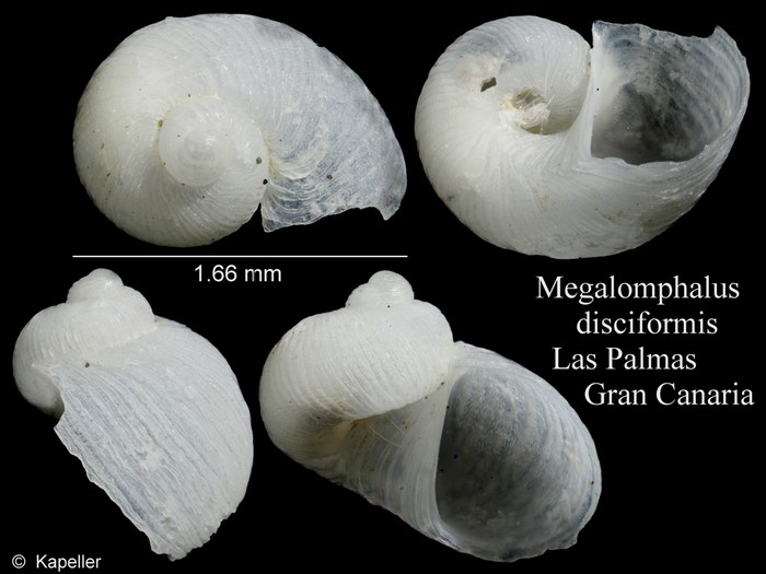 Megalomphalus disciformis