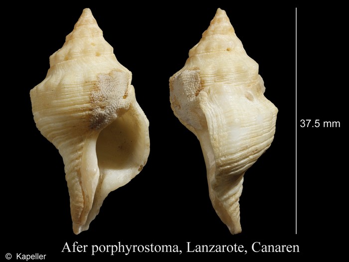 Afer porphyrostoma