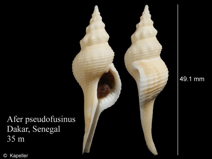 Afer pseudofusinus Afer pseudofusinus