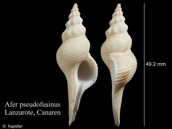 Afer pseudofusinus Afer pseudofusinus