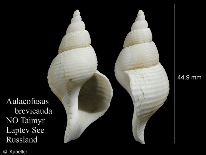 Aulacofusus brevicauda Aulacofusus brevicauda