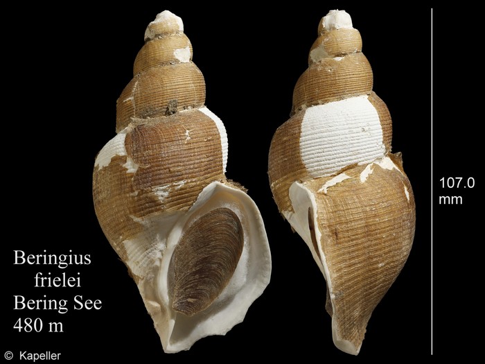 Beringius frielei Beringius frielei