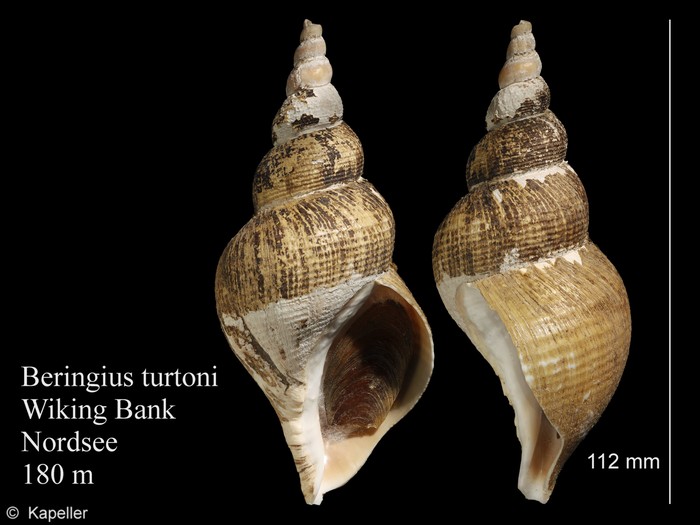 Beringius turtoni Beringius turtoni
