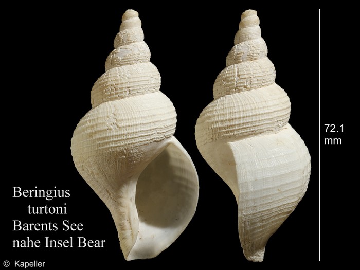 Beringius turtoni Beringius turtoni