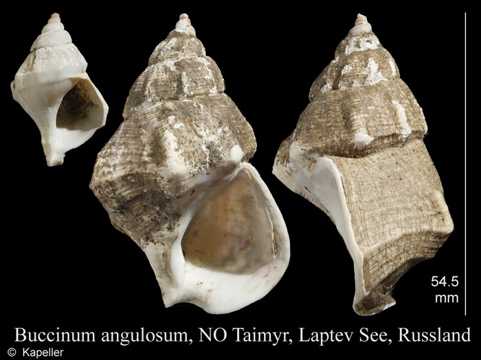 Buccinum angulosum Buccinum angulosum