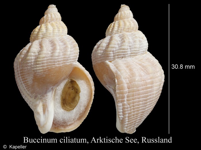 Buccinum ciliatum