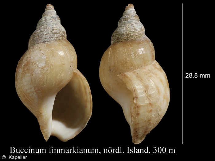 Buccinum finmarkianum