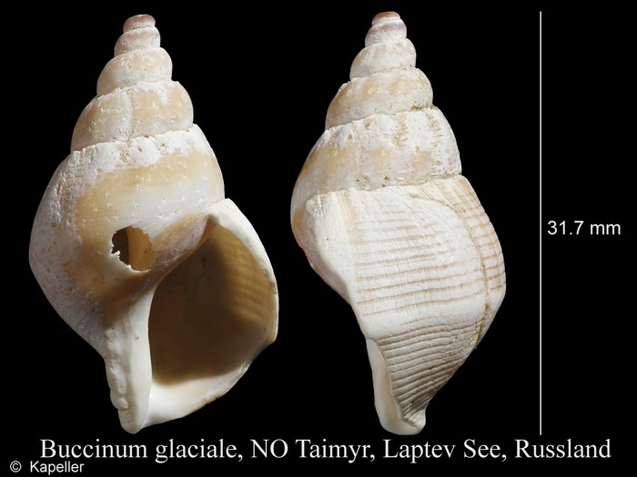 Buccinum glaciale