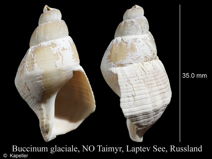 Buccinum glaciale