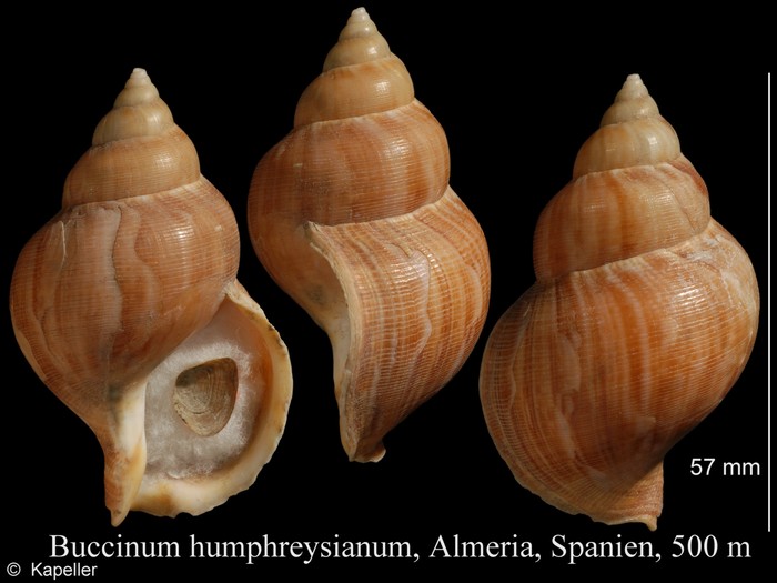 Buccinum humphreysianum