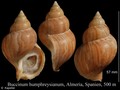 Mollusca (molluscs)