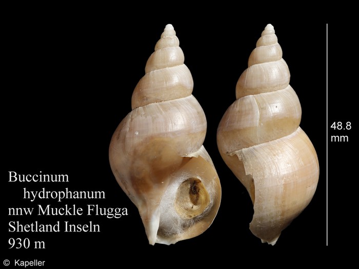 Buccinum hydrophanum Buccinum hydrophanum
