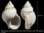 Buccinum maltzani