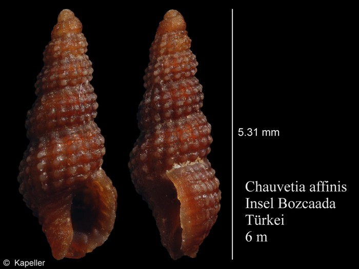 Chauvetia affinis