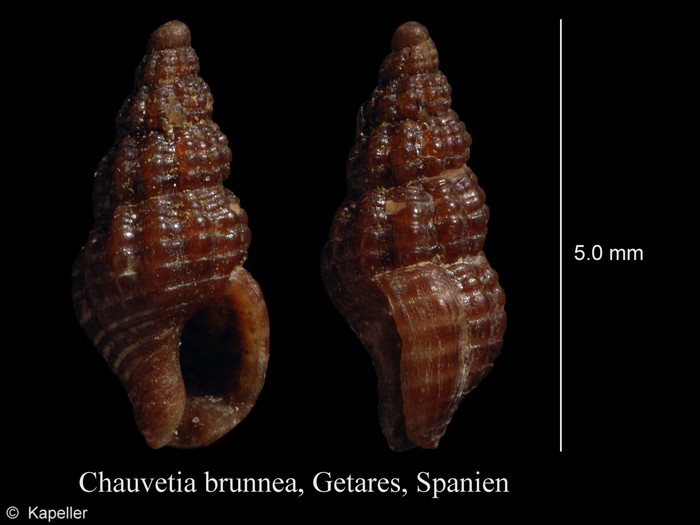 Chauvetia brunnea