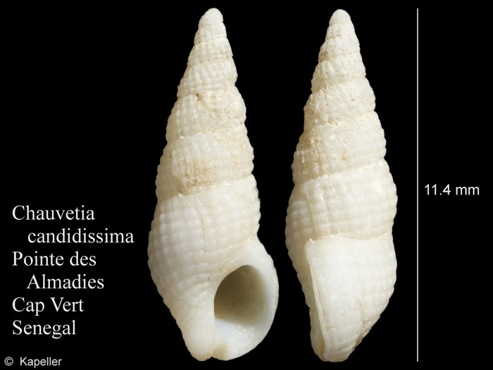 Chauvetia candidissima Chauvetia candidissima
