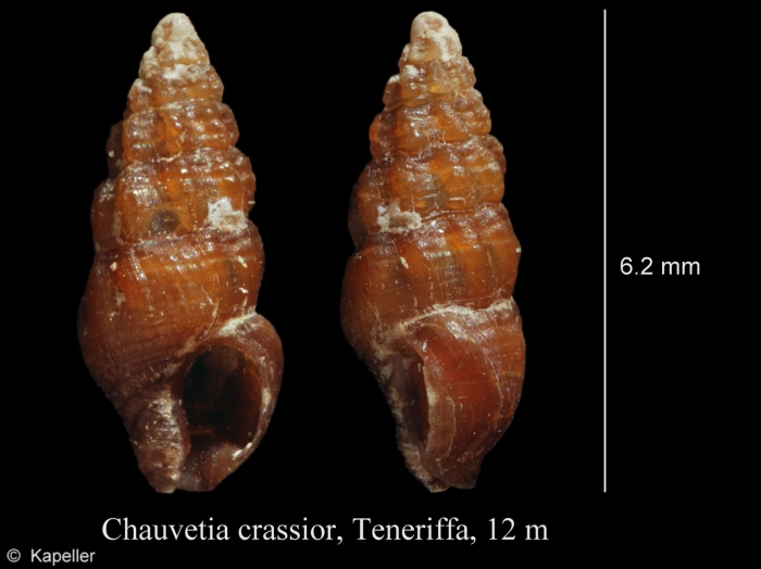 Chauvetia crassior