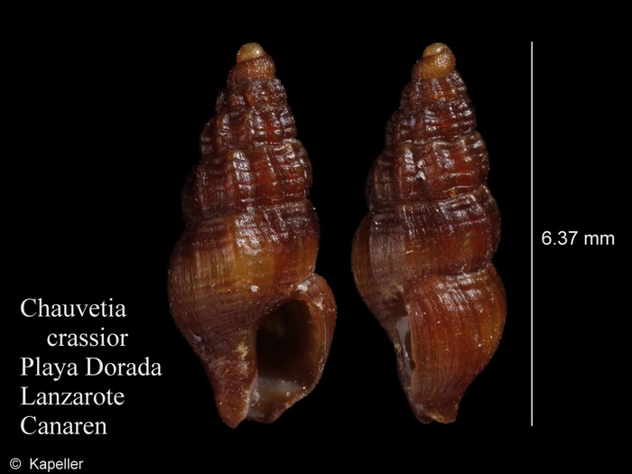 Chauvetia crassior Chauvetia crassior