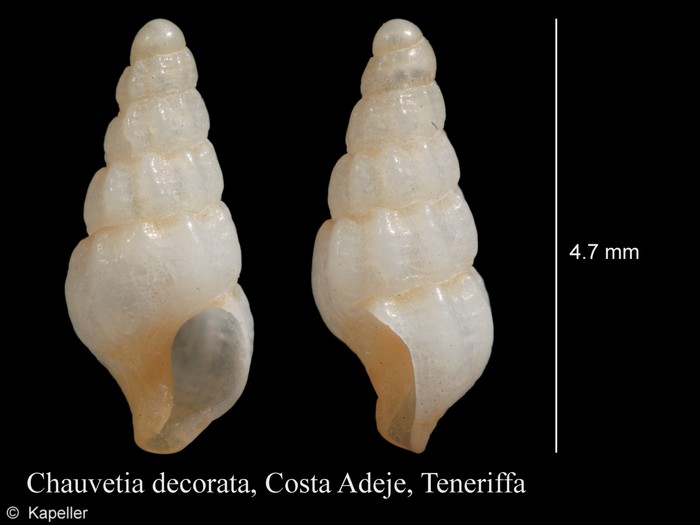 Chauvetia decorata