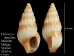 Chauvetia dentifera