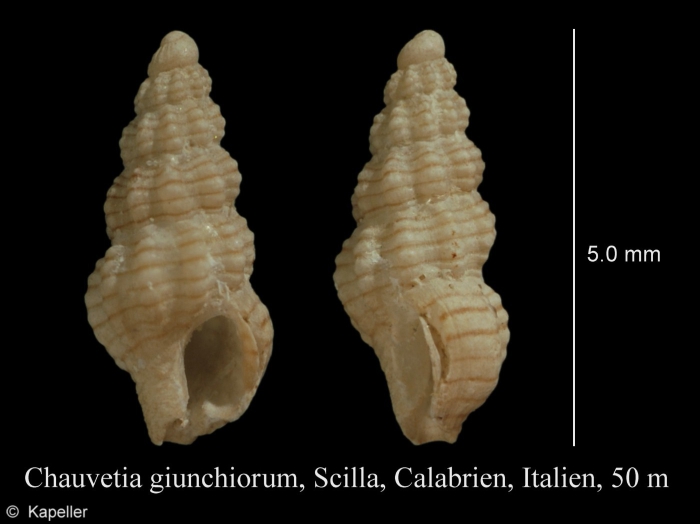 Chauvetia giunchiorum Chauvetia giunchiorum