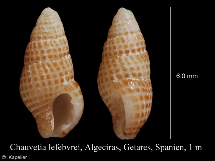 Chauvetia lefebvrii