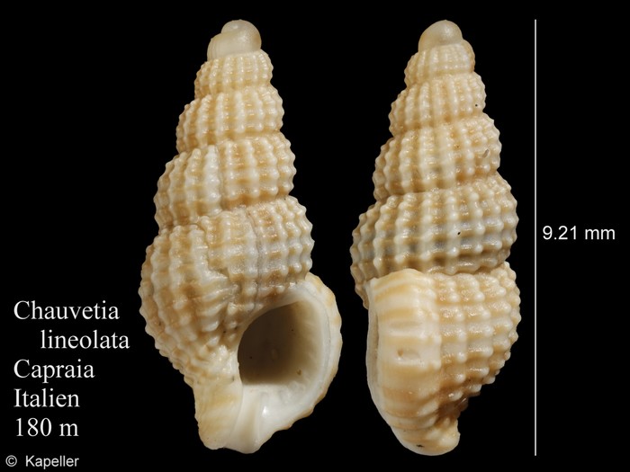 Chauvetia lineolata