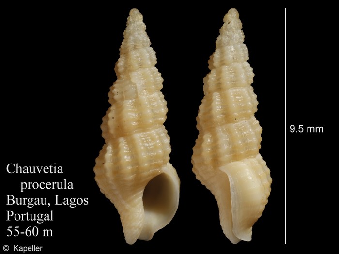Chauvetia procerula Chauvetia procerula